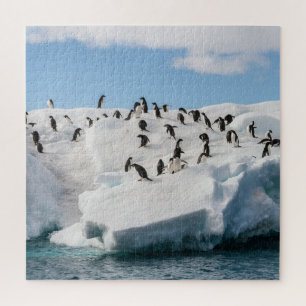 Quebra-cabeça Gentoo Penguin Antártica Iceberg Playtime