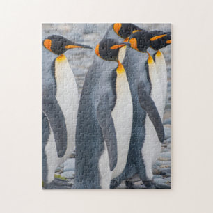 Quebra-cabeça Geórgia do Sul. Pinguins-reis