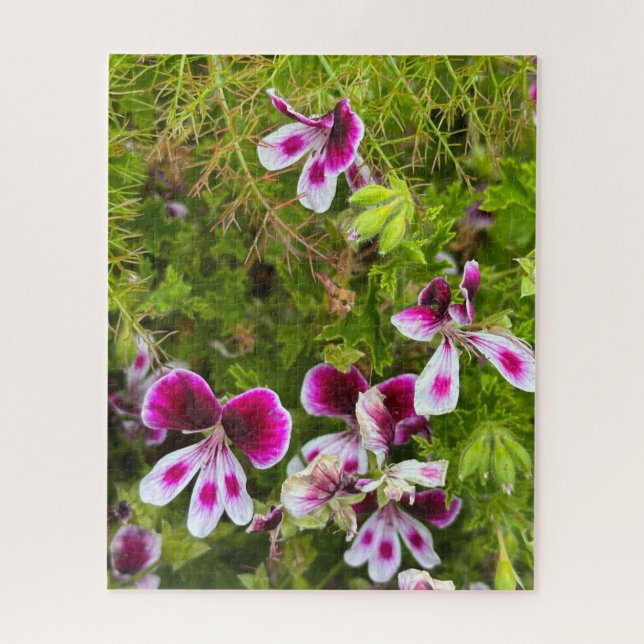 Quebra-cabeça Gerânio de Folha Perfumada Magenta, Oakland (Vertical)