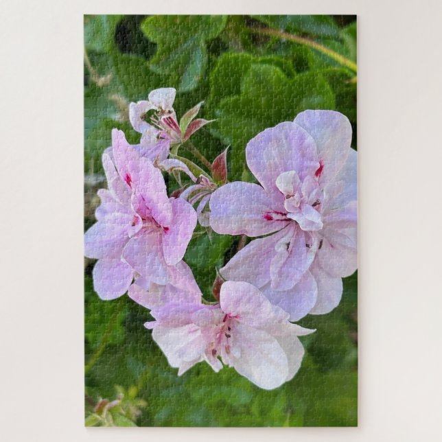 Quebra-cabeça Gerânio de Hera Rosa Pálido, Oakland (Vertical)