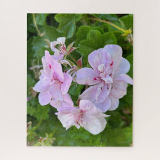 Quebra-cabeça Gerânio de Hera Rosa Pálido, Oakland