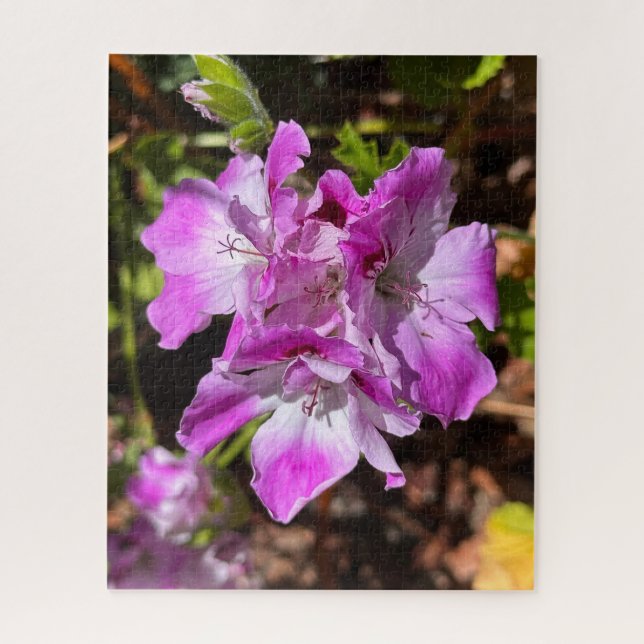 Quebra-cabeça Gerânio Martha Washington Rosa-Lavanda, Oakland (Vertical)