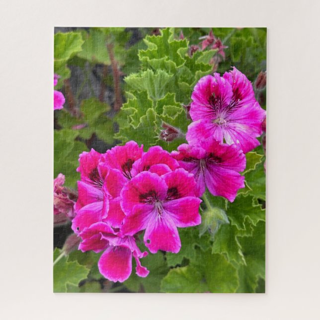 Quebra-cabeça Gerânio Martha Washington Rosa Quente, Oakland (Vertical)