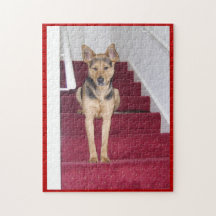 German shepherd em Escadas