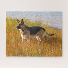 Quebra-cabeça German shepherd Purebred