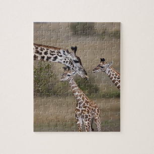 Quebra-cabeça Girafa Masai (Giraffa tippelskirchi)