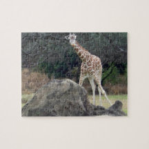 Girafa Reticulada do reino animal