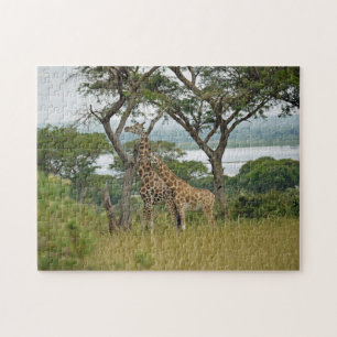 Quebra-cabeça Girafas de Rothschild Uganda.