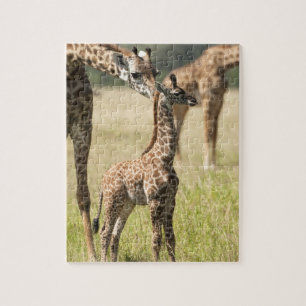 Quebra-cabeça girafas Masai, Giraffa camelopardalis 2