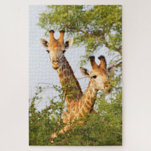 Quebra-cabeça Girafas se destacam da vegetação