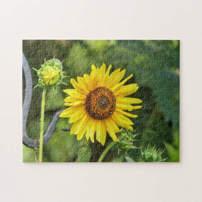 Quebra-cabeça Girassol (Horizontal)