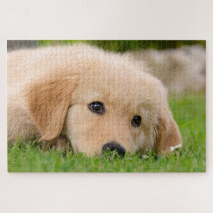 Quebra-cabeça Golden Retriever Cute Puppy Dreaming