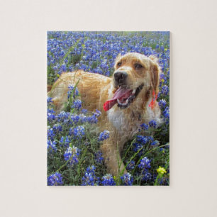 Quebra-cabeça Golden retriever em capotas azuis