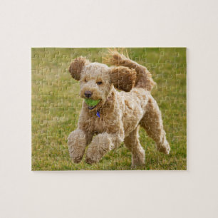 Quebra-cabeça Goldendoodle Jogando Busca
