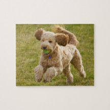 Goldendoodle Jogando Fetch