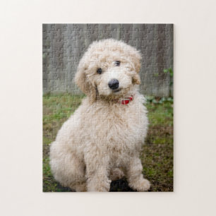 Quebra-cabeça Goldendoododododle Puppy Senta Em Grama