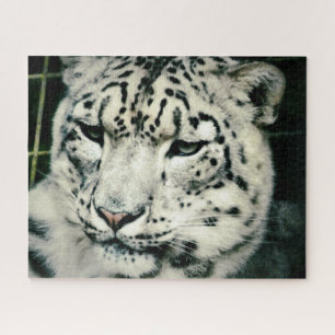 Quebra-cabeça Gorgee Snow Leopard