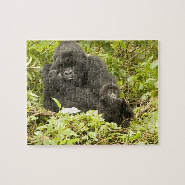 Quebra-cabeça Gorila de montanha, Gorilla beringei (anteriorment (Horizontal)