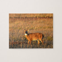 Grande Buck, Big Meadows, Parque Nacional Shenando