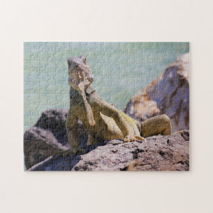Quebra-cabeça Grande iguana porto-riquenha