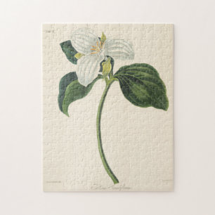 Quebra-cabeça Grande Trillium florescido
