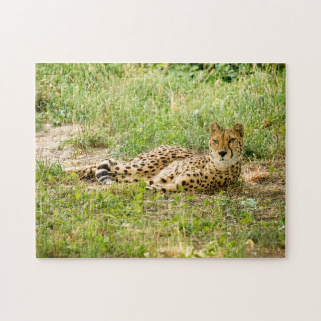 Quebra-cabeça Grandes Felinos Chita. (Horizontal)