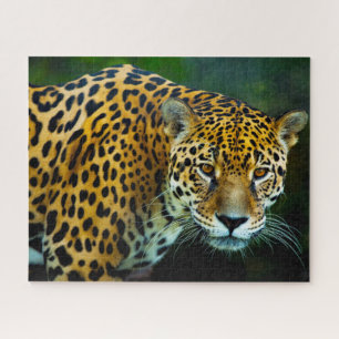 Quebra-cabeça Grandes Felinos Jaguar.