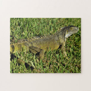 Quebra-cabeça Green Iguana Lizard em Grass
