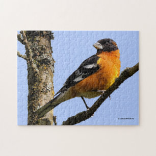 Quebra-cabeça Grosbeak bonito de cabeça negra em uma árvore