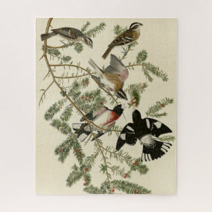 Quebra-cabeça Grosbeak, Grosbeak de rosa, Aves da América de Aud