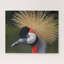 Grua-de-coleira-preta