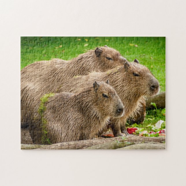 Quebra-cabeça Grupo Capybara (Horizontal)