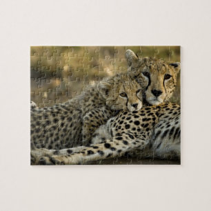 Quebra-cabeça Guepardo, Acinonyx jubatus, com filhote no Masai 2