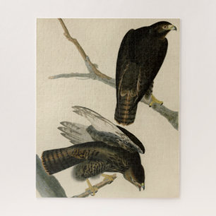 Quebra-cabeça Guerreiro Negro (Falcão de cauda vermelha) de Aves