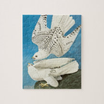 Gyrfalcons, também conhecido como Gerfalcons por J