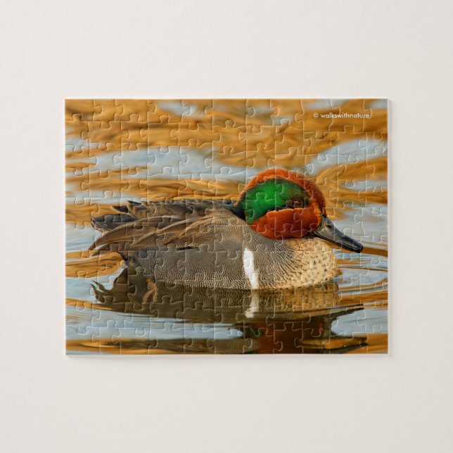 Quebra-cabeça Handsome Green-Winged Teal Duck on Golden Pond (Horizontal)