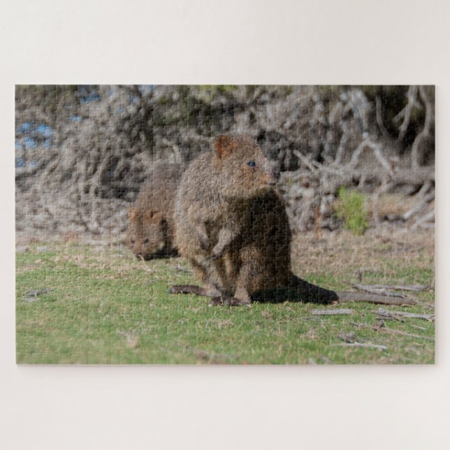 Quebra-cabeça Happy & Cute Quokkas Rottnest Island, 1014 pieces (Horizontal)