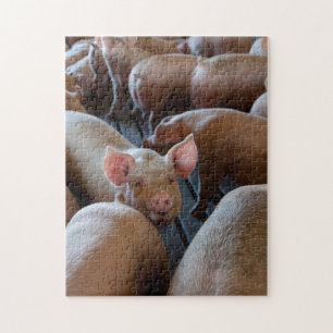 Quebra-cabeça Happy Hogs em uma Fazenda de Porcos