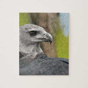 Quebra-cabeça Harpy Eagle 1.JPG