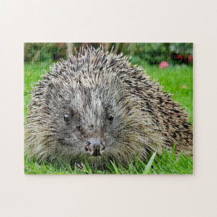 Quebra-cabeça Hedgehog