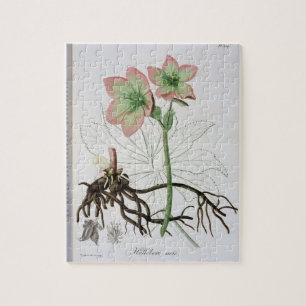 Quebra-cabeça Helleborus Niger de "Phytographie Medicale" por J