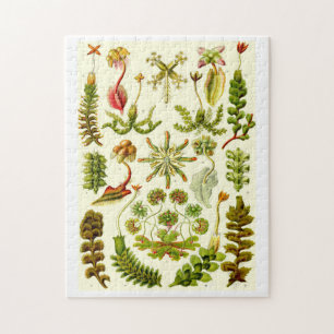 Quebra-cabeça Hepaticae de Ernst Haeckel
