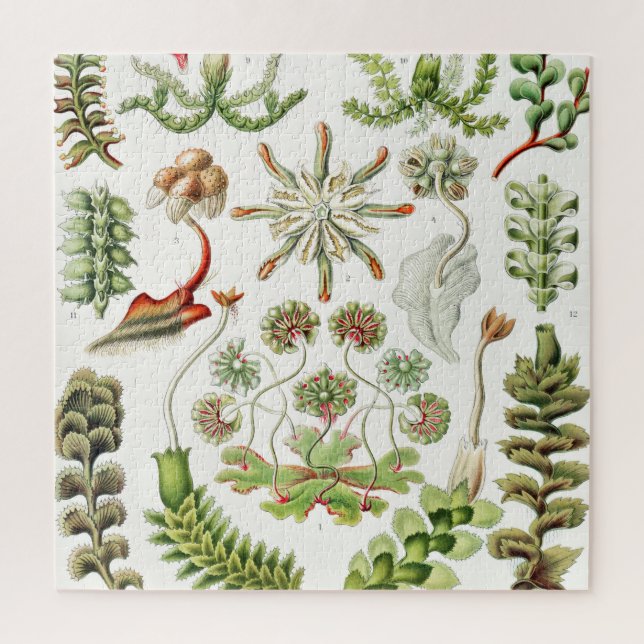 Quebra-cabeça Hepaticae Lebermoose por Ernst Haeckel (Vertical)