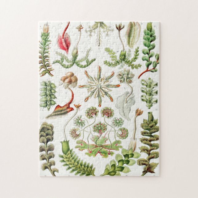 Quebra-cabeça Hepaticae Lebermoose por Ernst Haeckel (Vertical)