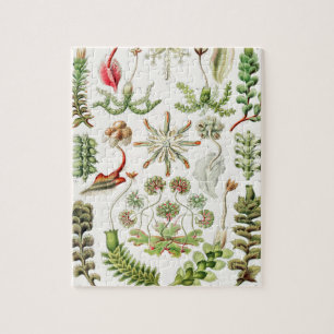 Quebra-cabeça Hepaticae Lebermoose por Ernst Haeckel