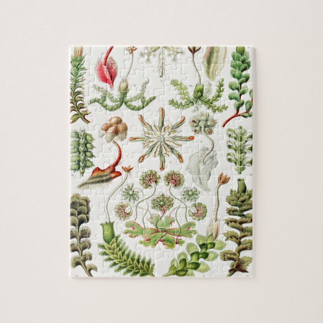 Quebra-cabeça Hepaticae Lebermoose por Ernst Haeckel (Vertical)