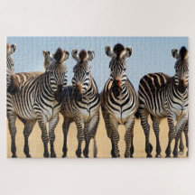 Herd de Zebra