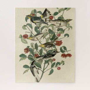 Quebra-cabeça Hermit, Outros Warblers, Aves da América de Audubo