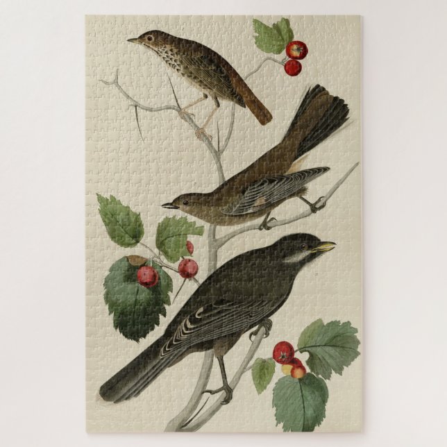 Quebra-cabeça Hermit Thrush, Cinza Jay Audubon's Birds of Americ (Vertical)