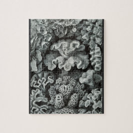 Quebra-cabeça Hexacoralla 69 - Ernst Haeckel 8x10